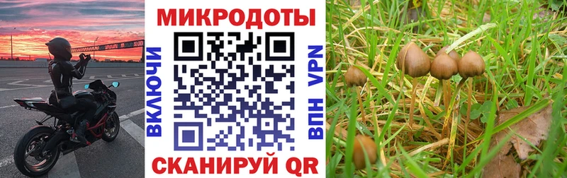 Галлюциногенные грибы Cubensis  хочу наркоту  Вытегра 